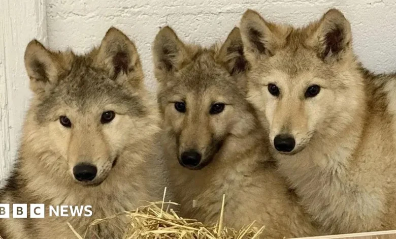 Mystery of wolf-type dogs solved with DNA test