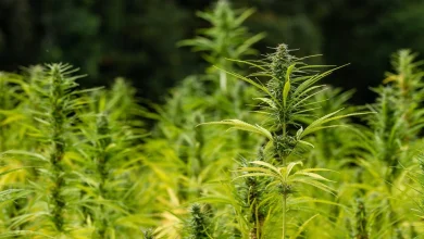 New Bipartisan Congressional Bill Would Regulate Hemp Products, In Contrast To Ban Trump Signed