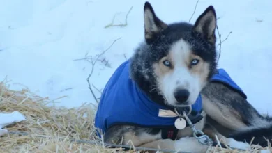 No Yukon Quest sled dog race this year, say former board members
