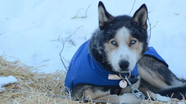 No Yukon Quest sled dog race this year, say former board members