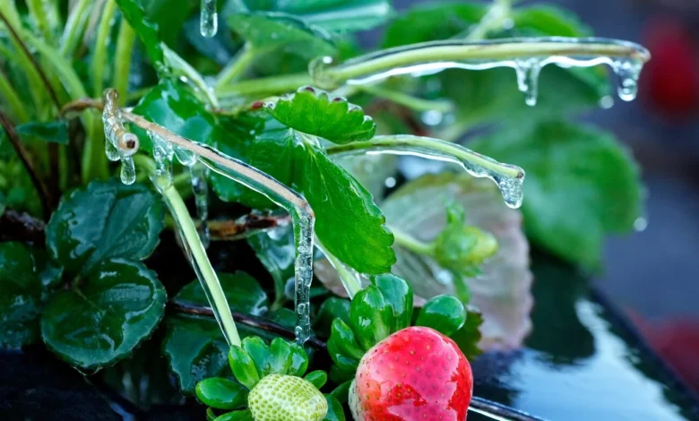 Parts of Florida receive rare snowfall as freezing temperatures linger