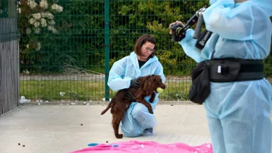 Pete Wicks: For Dogs' Sake on U&W HD: full details and when it's on