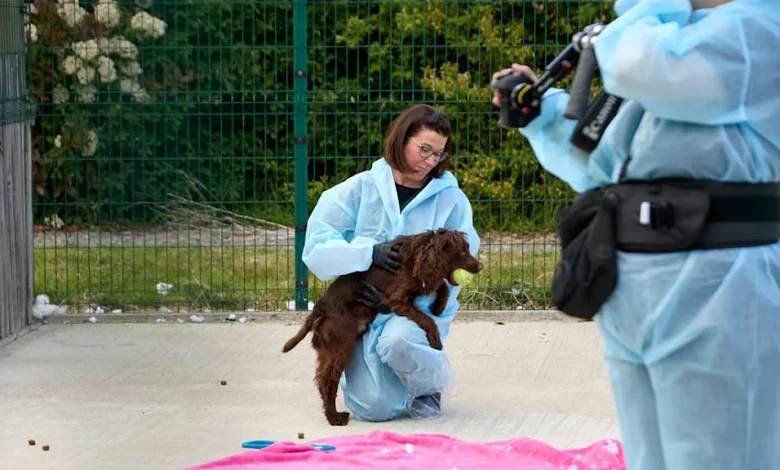 Pete Wicks: For Dogs' Sake on U&W HD: full details and when it's on