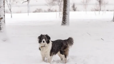 Philadelphia snow storm updates: Parker declares emergency; latest forecast