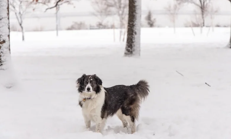Philadelphia snow storm updates: Parker declares emergency; latest forecast