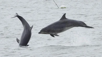 Photos from public reveal dolphin pod's movements