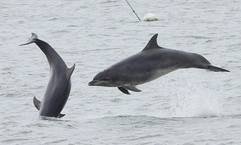 Photos from public reveal dolphin pod's movements
