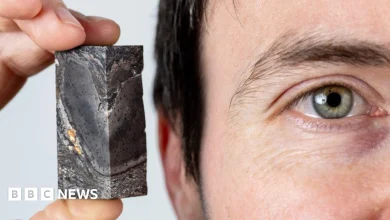 Prototaxites fossil from Aberdeenshire joins museum collection