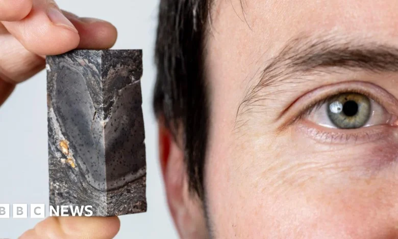 Prototaxites fossil from Aberdeenshire joins museum collection