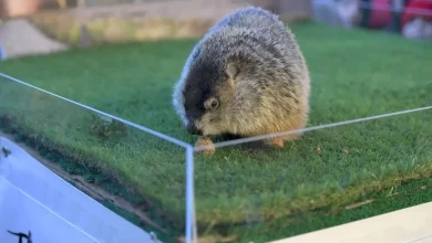 Punxsutawney Phil isn't the only Groundhog Day forecaster. See others.