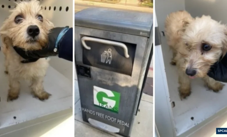 Puppy abandoned in self-compacting trash can in Gardena rescued by police officer, who adopts the terrier mix