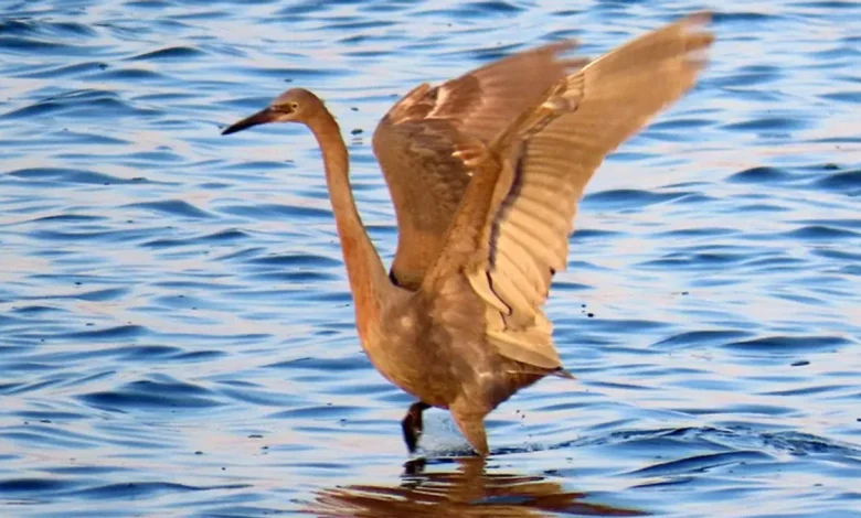 Rare birds on the Outer Banks refuges