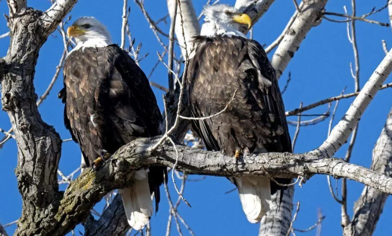 Record number of bald eagles spotted at Missouri refuge. Here’s where to see one