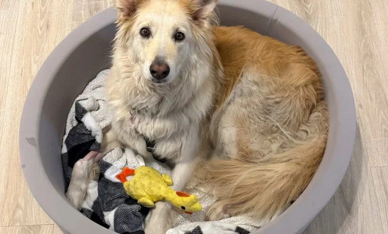 Rescuers use drone technology to find dog that escaped along New Jersey Turnpike