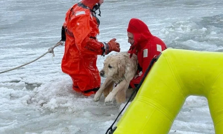 Rhode Island firefighters rescue a yellow Lab from an icy pond on New Year's Day