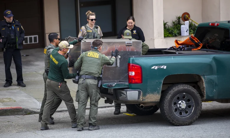 San Francisco Mountain Lion Is Tranquilized and Captured for Release Elsewhere