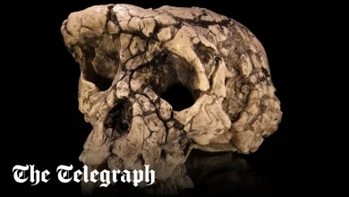 Seven million-year-old walking ape could be earliest human ancestor