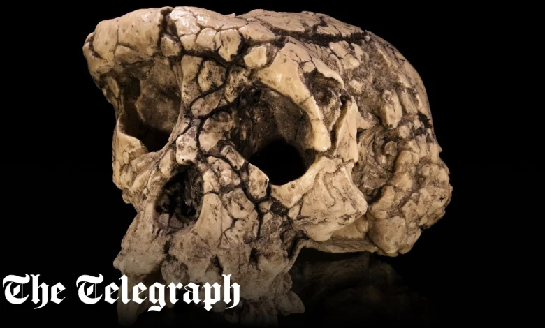 Seven million-year-old walking ape could be earliest human ancestor