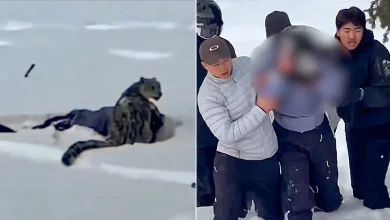 Skier suffers brutal mauling after stepping within 10 feet of snow leopard for photo, video shows