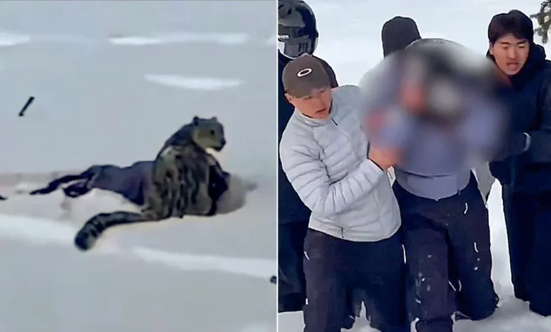 Skier suffers brutal mauling after stepping within 10 feet of snow leopard for photo, video shows