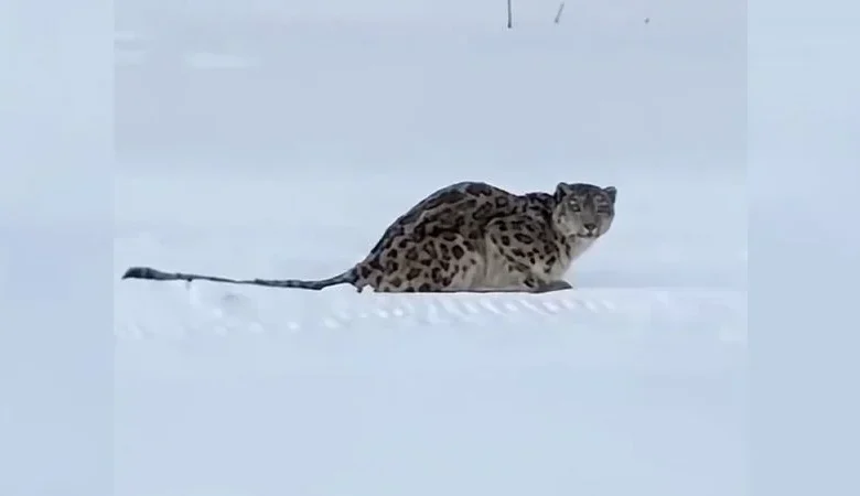 Snow leopard attacks skier in China’s Xinjiang region