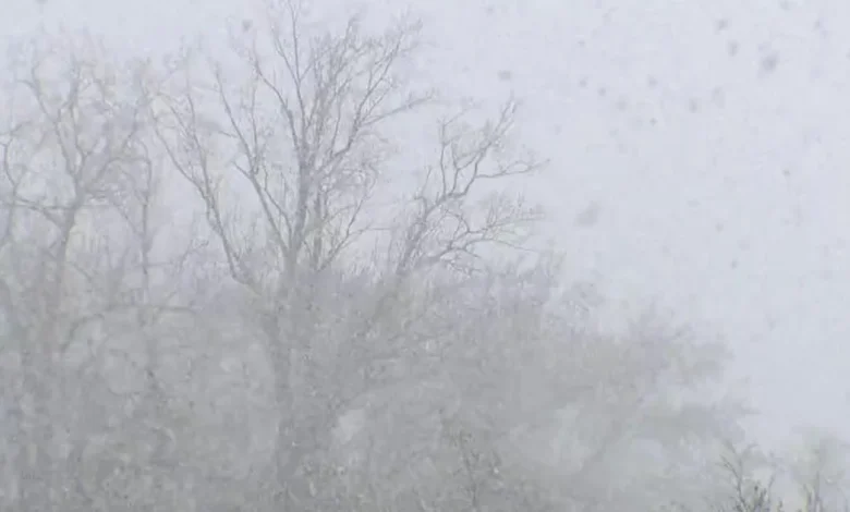 Southeast Michigan snow totals: How much fell Wednesday into Thursday