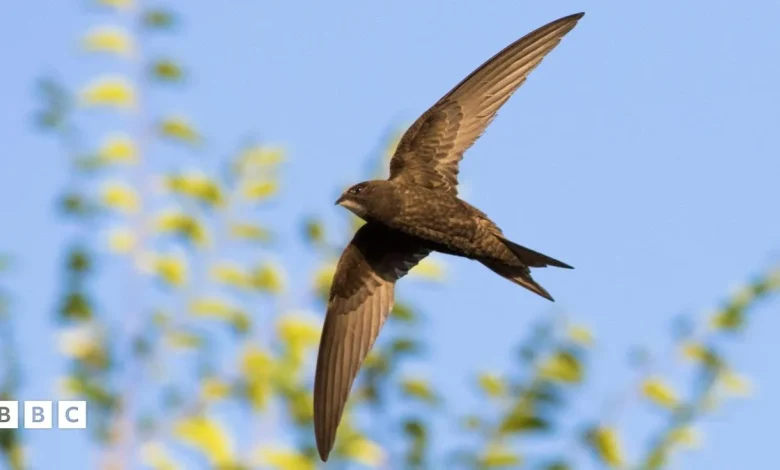 Swift bricks to be put in every new home in Scotland