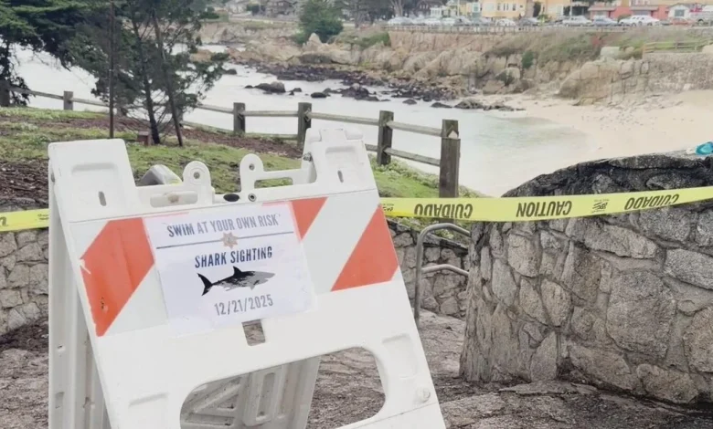 Swimmer Erica Fox died from shark attack near Lovers Point in Pacific Grove, coroner confirms