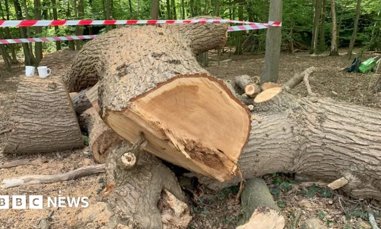 Toby Carvery could face eviction over felling of Whitewebbs oak