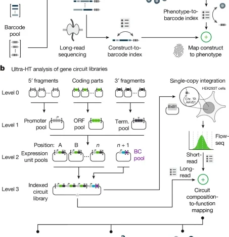 Ultra-high-throughput mapping of genetic design space