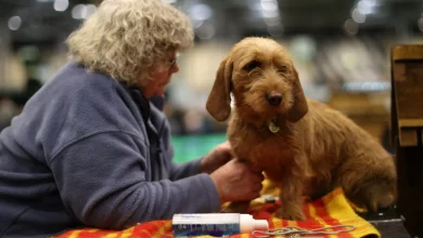 Unleash the hounds, terriers and lapdogs! American Kennel Club recognizes 3 more breeds