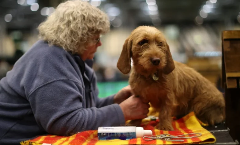 Unleash the hounds, terriers and lapdogs! American Kennel Club recognizes 3 more breeds