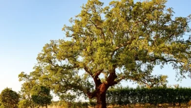 WWF Portugal abre candidaturas ao Prémio Green Heart of Cork+ para apoiar produtores florestais