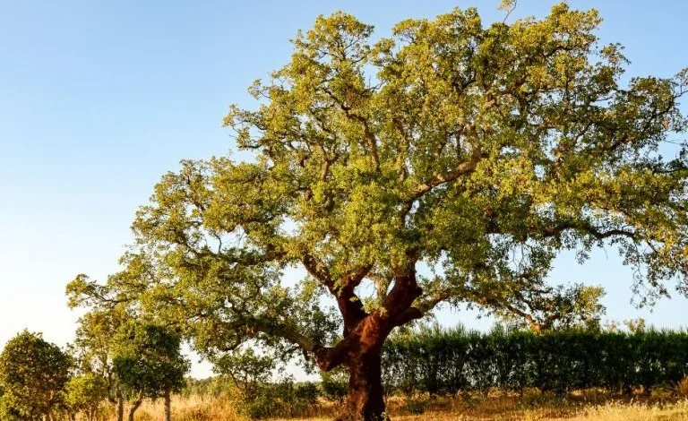 WWF Portugal abre candidaturas ao Prémio Green Heart of Cork+ para apoiar produtores florestais