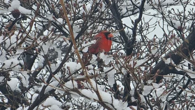 Weekend winter storm likely. Is it the 'big one' or just a big mess? It’s complicated