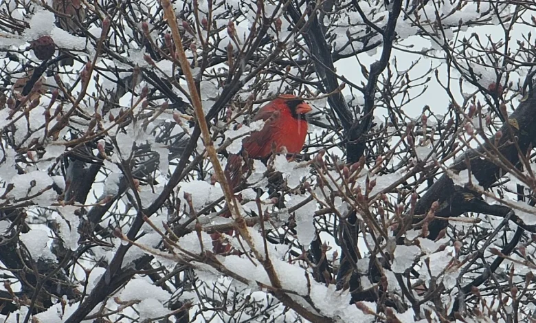 Weekend winter storm likely. Is it the 'big one' or just a big mess? It’s complicated