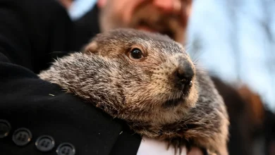 When is Groundhog Day 2026? Date, traditions and fun facts