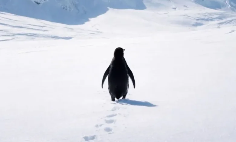 Why A Lone Nihilist Penguin's Clip From A 2007 Documentary Is Going Viral In 2026