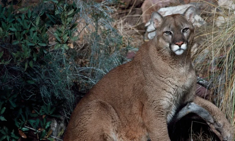 Woman dies in suspected mountain lion attack, Colorado’s first deadly encounter since 1999