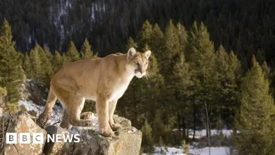 Woman killed in suspected mountain lion attack