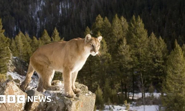 Woman killed in suspected mountain lion attack