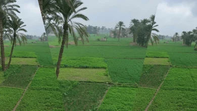 الشتاء يتراجع مؤقتا وطقس دافئ نهاراً مع شبورة صباحية اليوم الخميس 8 يناير 2026