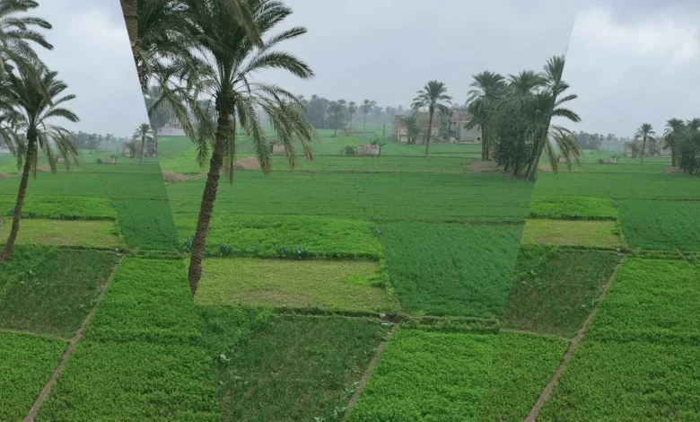 الشتاء يتراجع مؤقتا وطقس دافئ نهاراً مع شبورة صباحية اليوم الخميس 8 يناير 2026