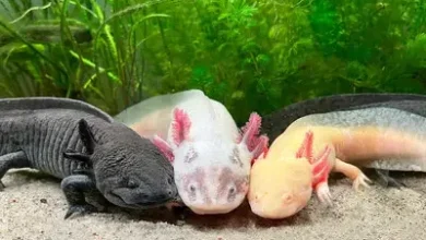 ‘Exceptionally unique’ amphibian stars in Vancouver Aquarium exhibit