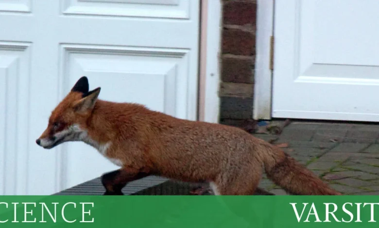 ‘Friendly’ foxes – are urban foxes becoming self-domesticated?