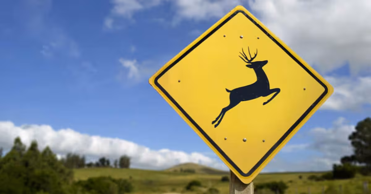 ‘Gruesome discovery’: Deer found dead with arrow in body at Park Lawn Cemetery