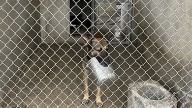 4 military working dogs died because of "unsatisfactory kennel facilities," Pentagon watchdog finds