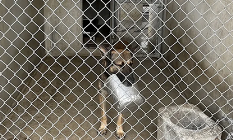 4 military working dogs died because of "unsatisfactory kennel facilities," Pentagon watchdog finds