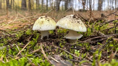 4 people have died from eating death cap mushrooms as they spread in California after rains