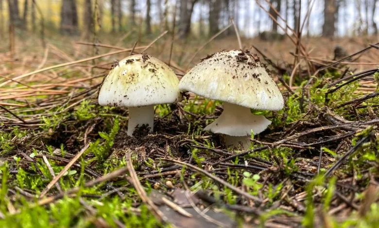 4 people have died from eating death cap mushrooms as they spread in California after rains
